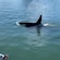 Guests watch from a platform as whales crest the surface of the ocean